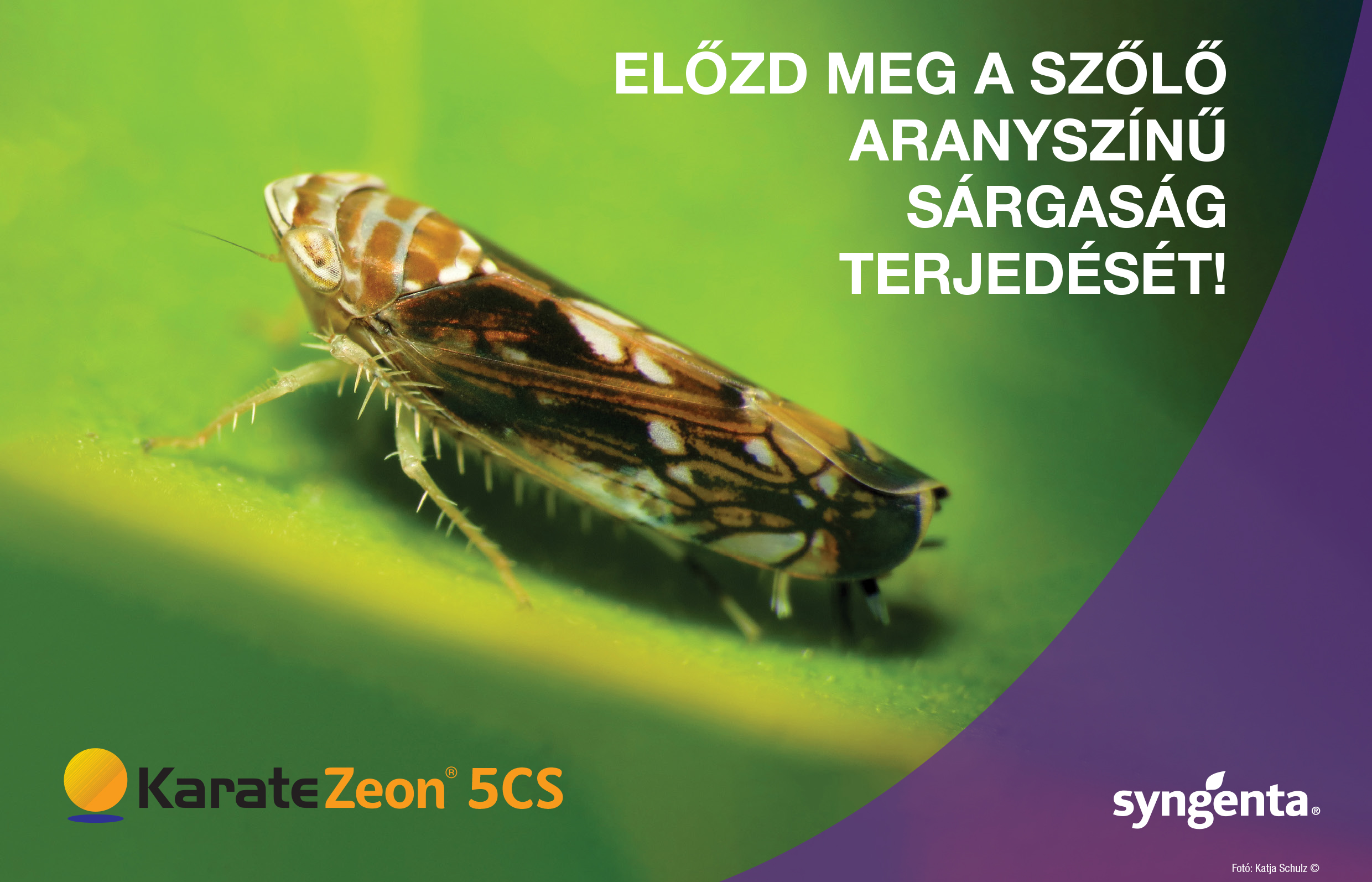 Syngenta